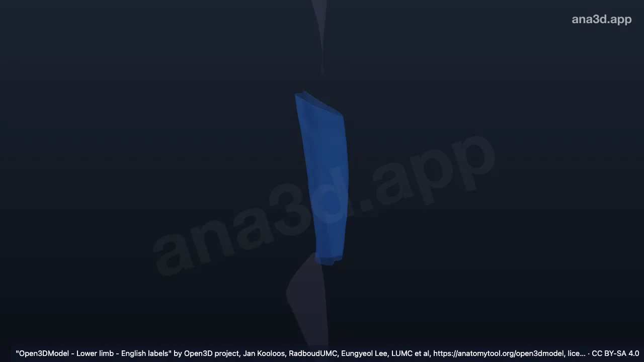 Modelo 3D: Conducto aductor derecho