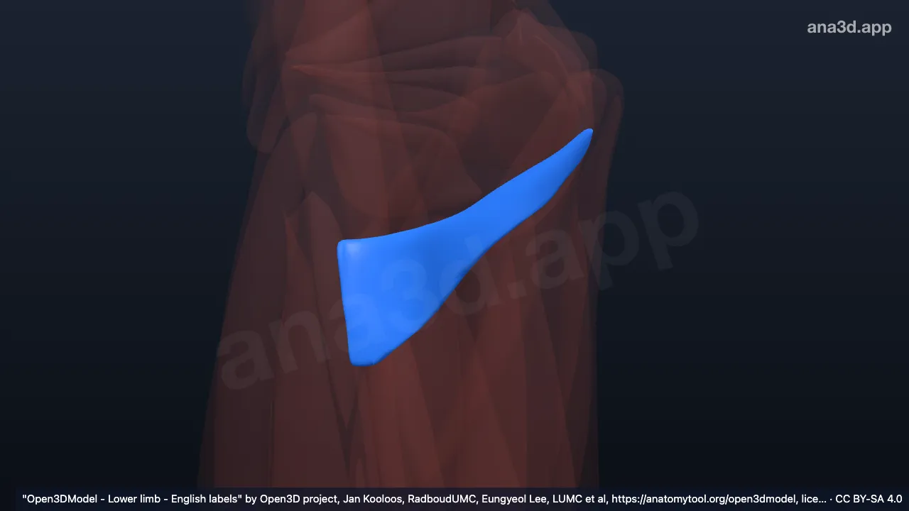 3D 模型：右小收肌覆盖层