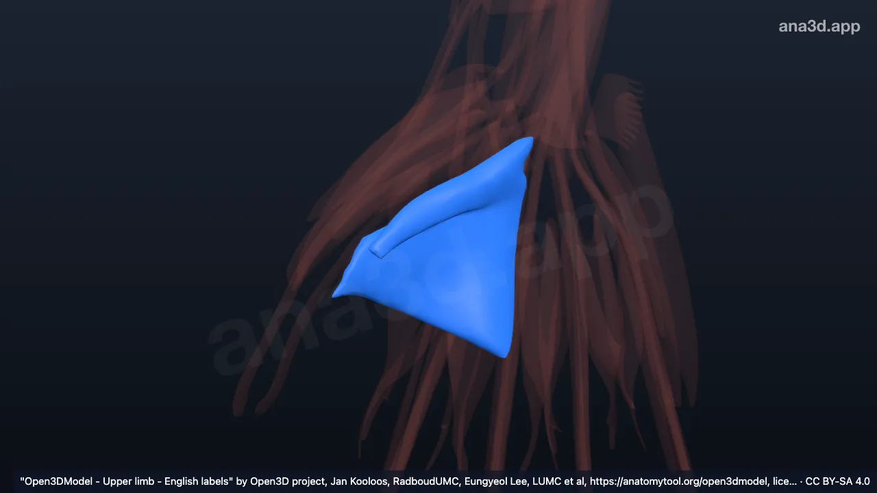 3D model: right adductor pollicis