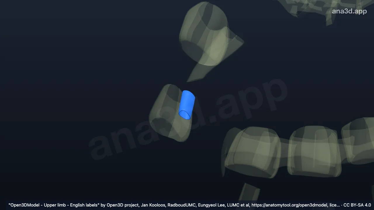 Modelo 3D: Ligamento anular (A1) del primer dedo de la mano derecha
