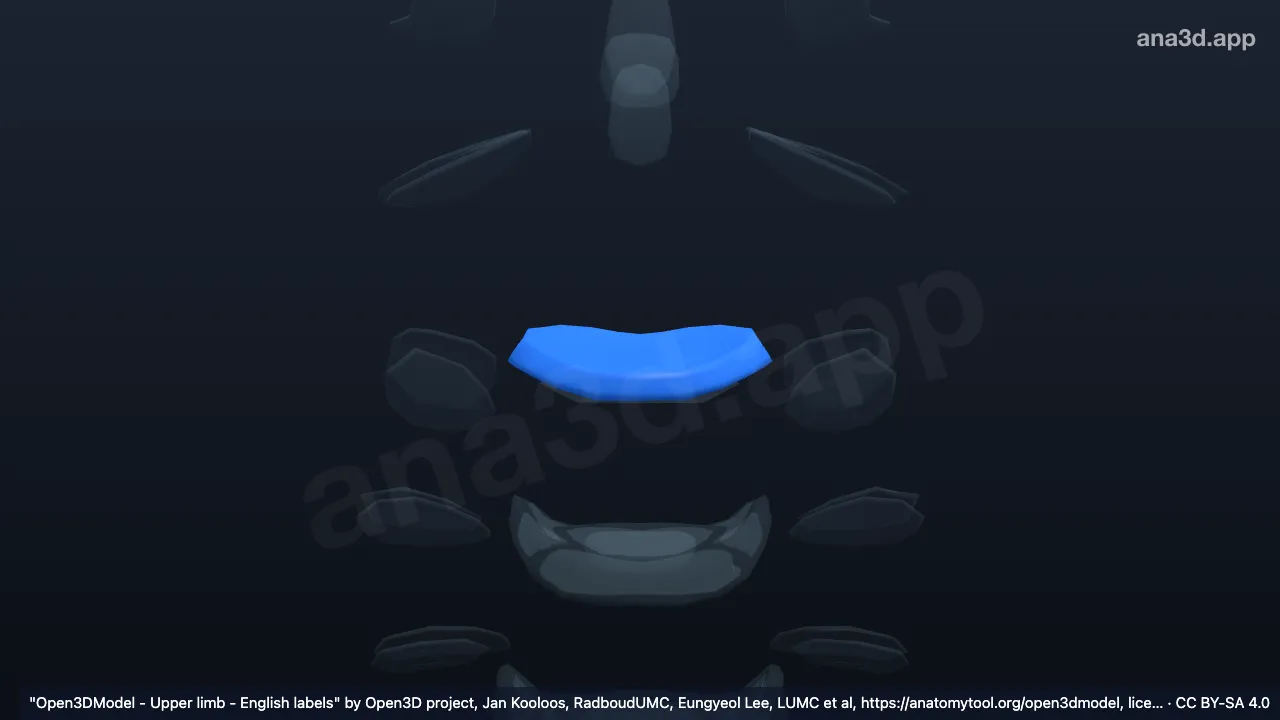 3D-Modell: Anulus fibrosus C2 C3