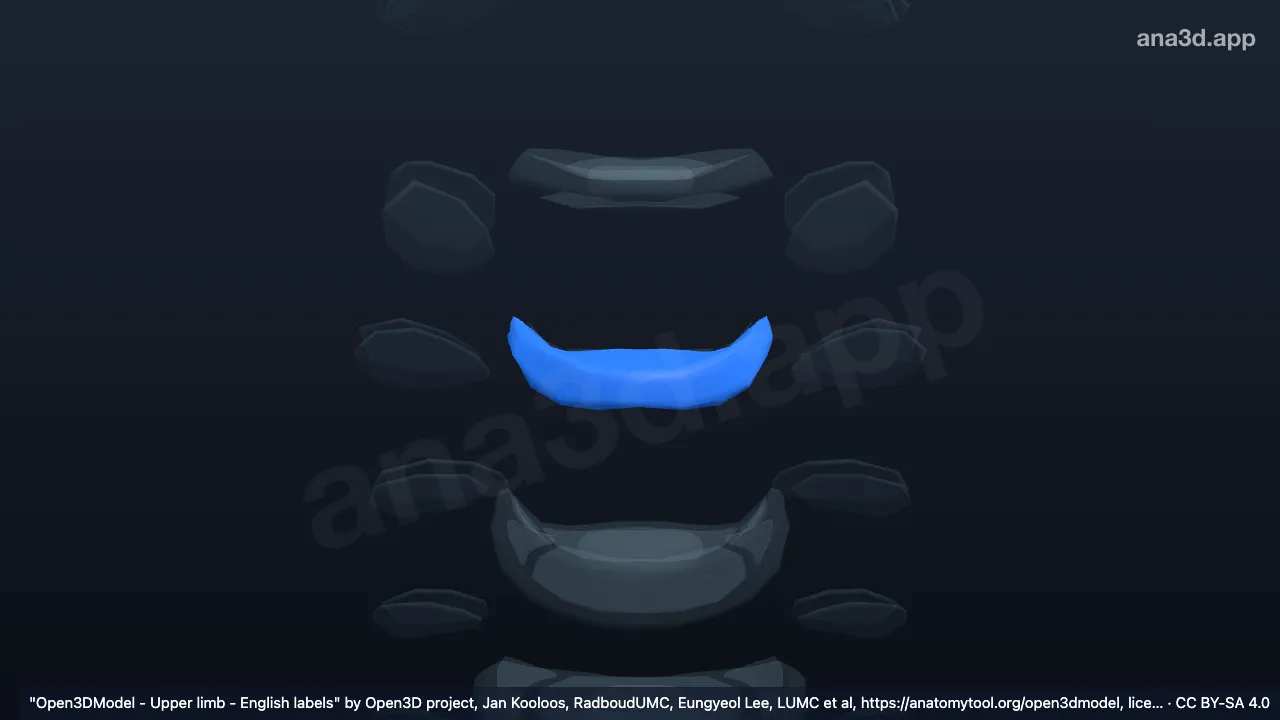 3D model: annulus fibrosus C3 C4