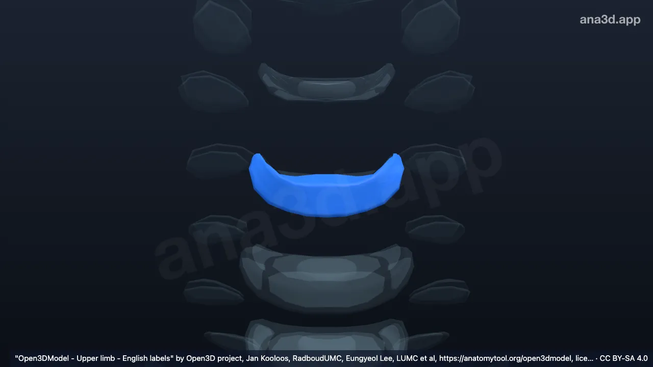3D model: annulus fibrosus C4 C5