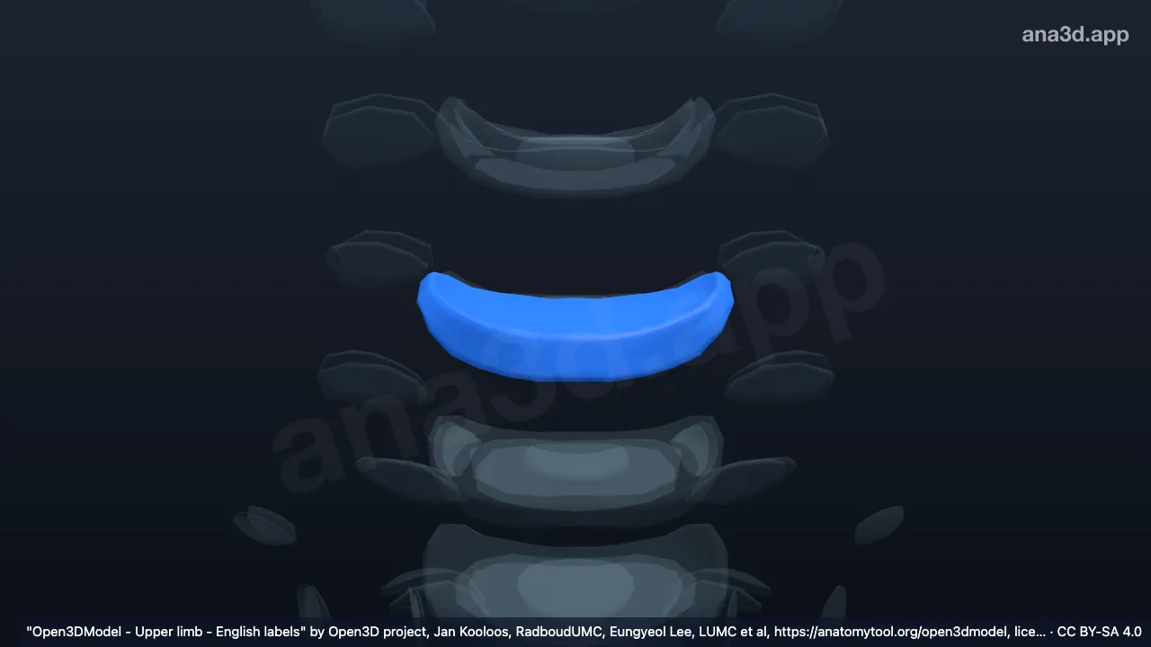 3D model: annulus fibrosus C5 C6