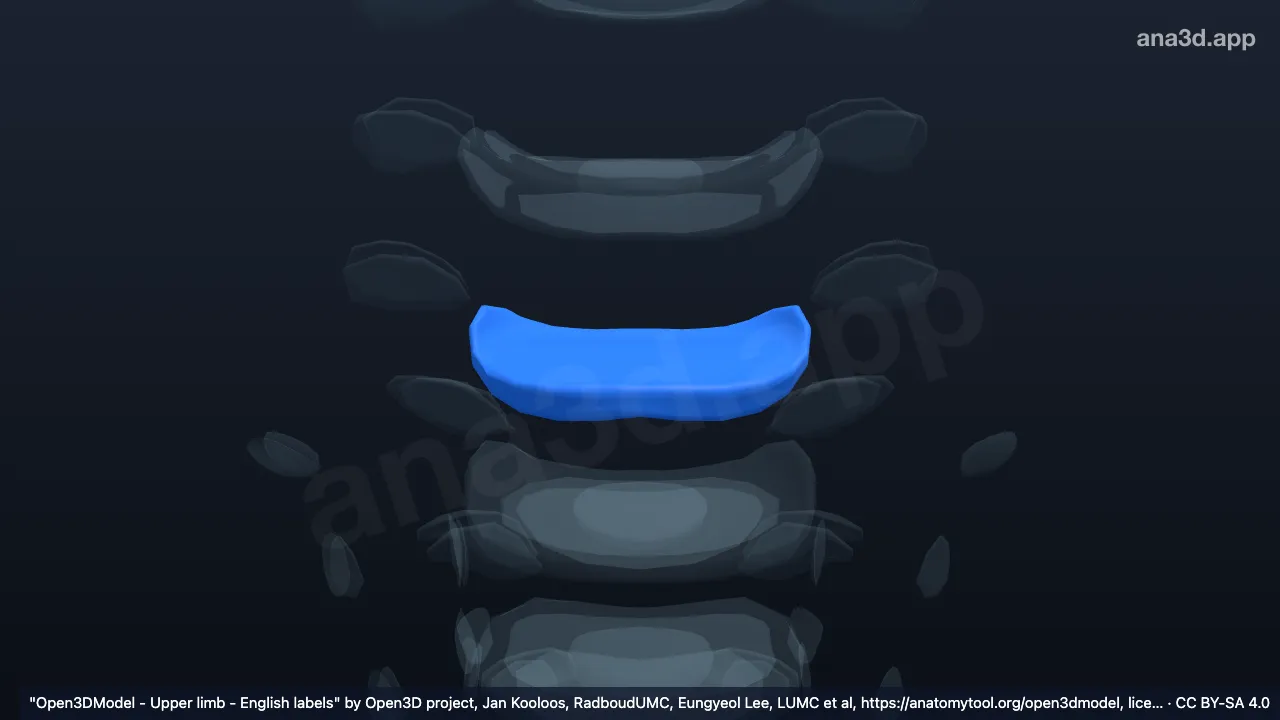 3D model: annulus fibrosus C6 C7