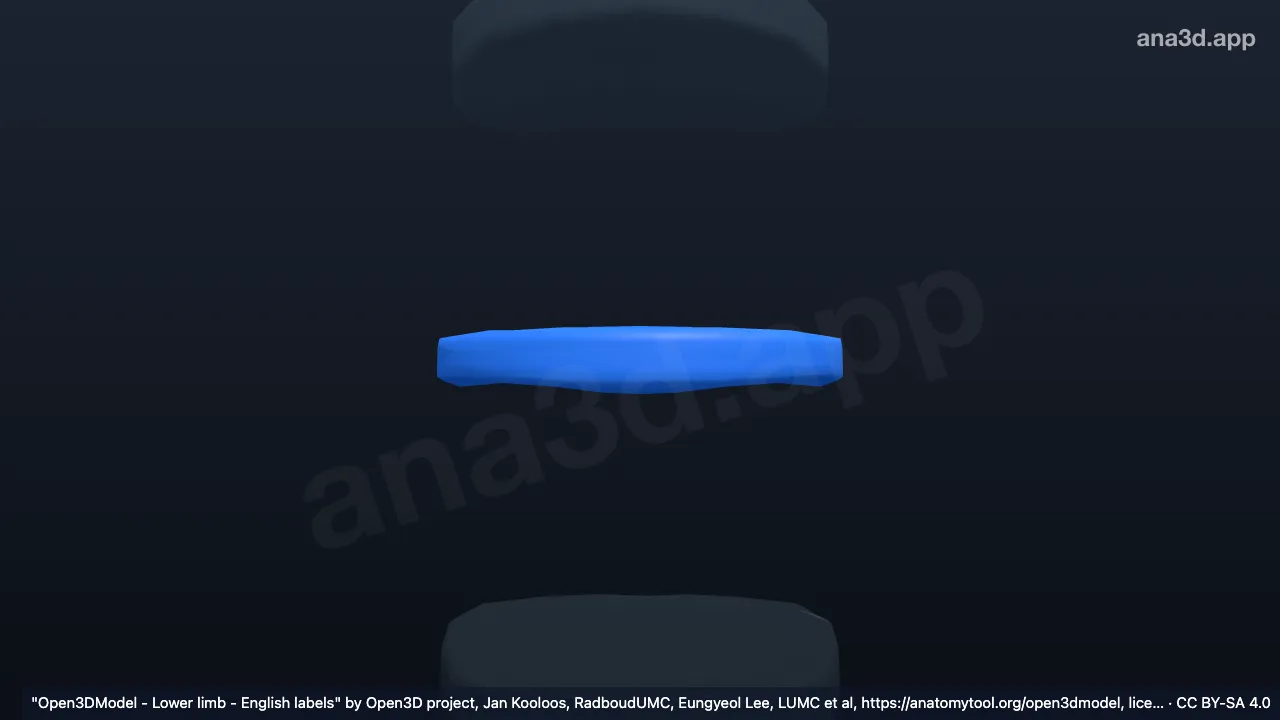 Modelo 3D: Anel fibroso L2 L3