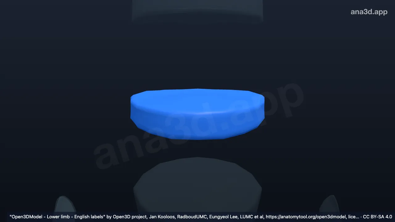 3D model: annulus fibrosus L4 L5