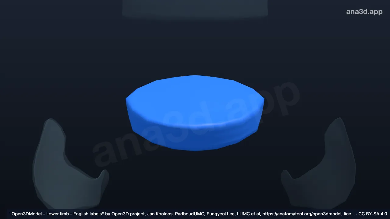 Modelo 3D: Anillo fibroso L5 S1