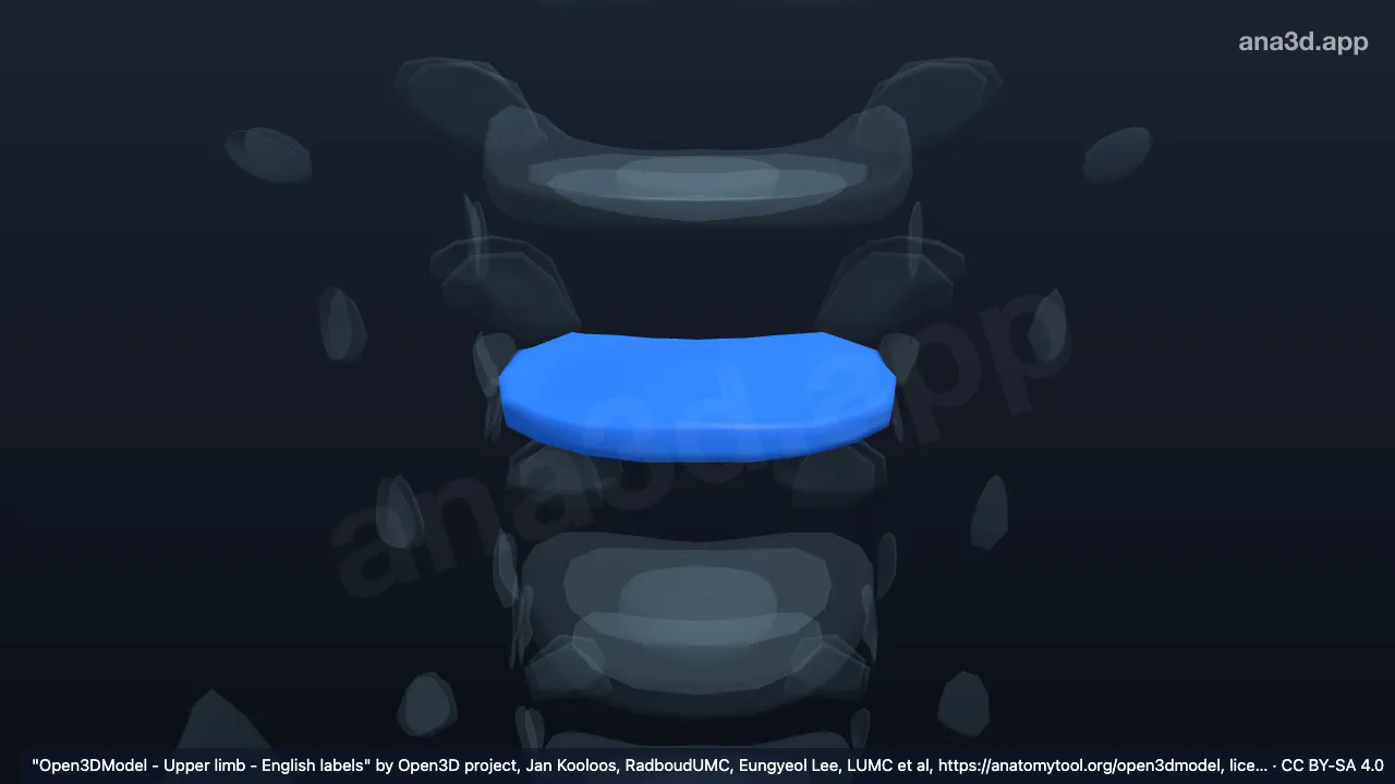 3D-Modell: Anulus fibrosus T1 T2