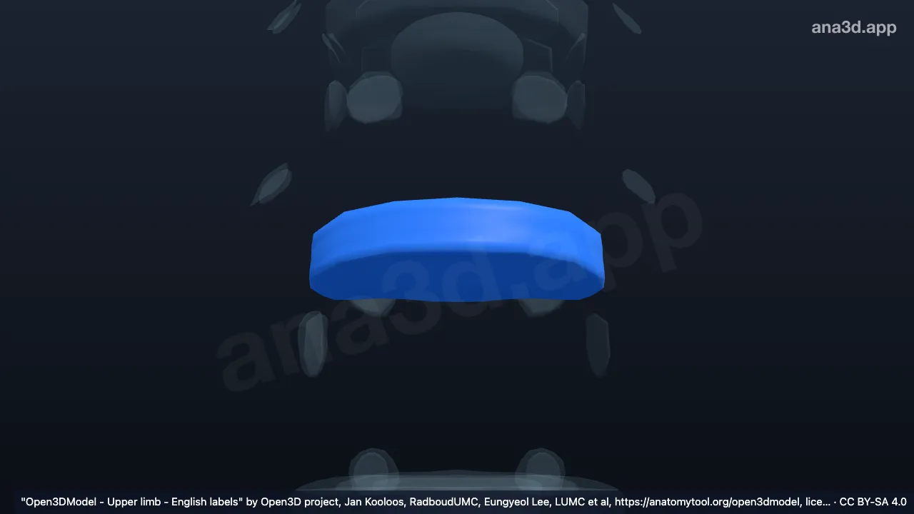 Model 3D: Anulus fibrosus T10 T11