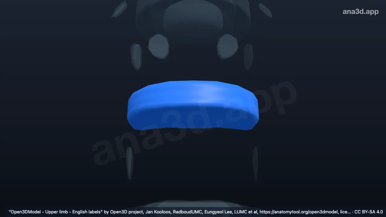 Model 3D: Anulus fibrosus T11 T12