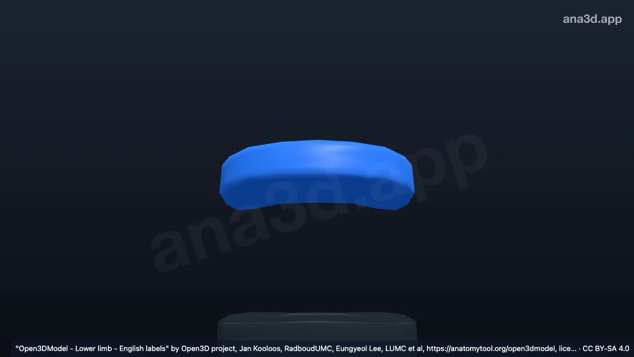 Modelo 3D: Anillo fibroso T12 L1