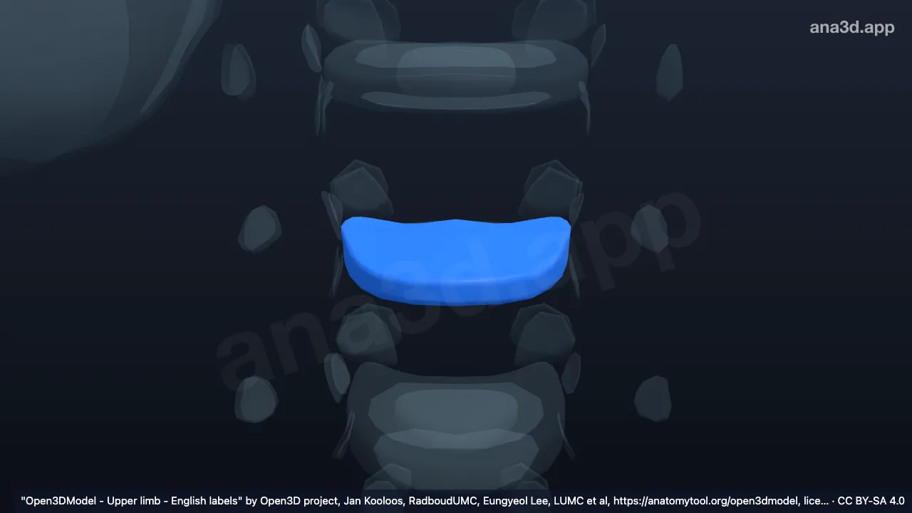 3D-Modell: Anulus fibrosus T3 T4