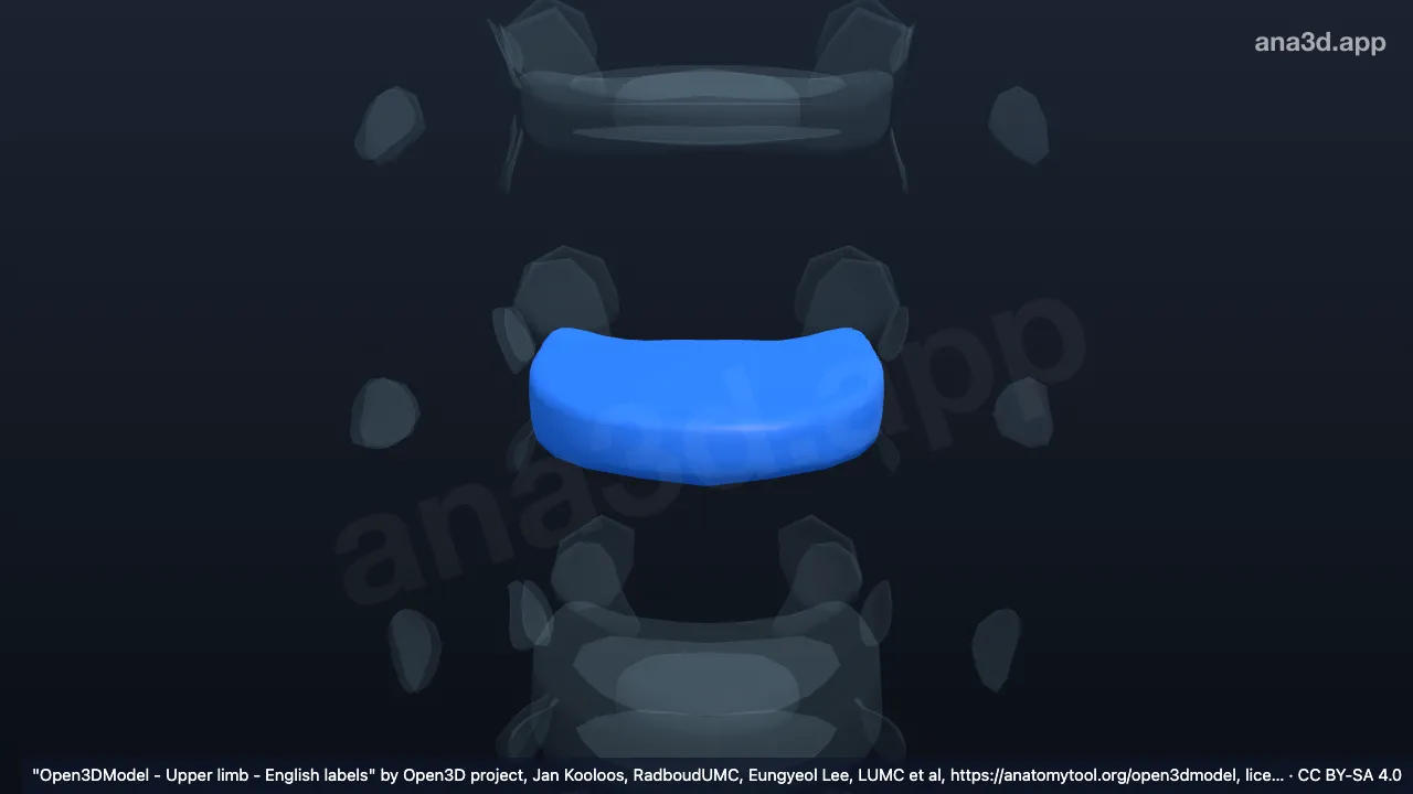 3D-Modell: Anulus fibrosus T4 T5