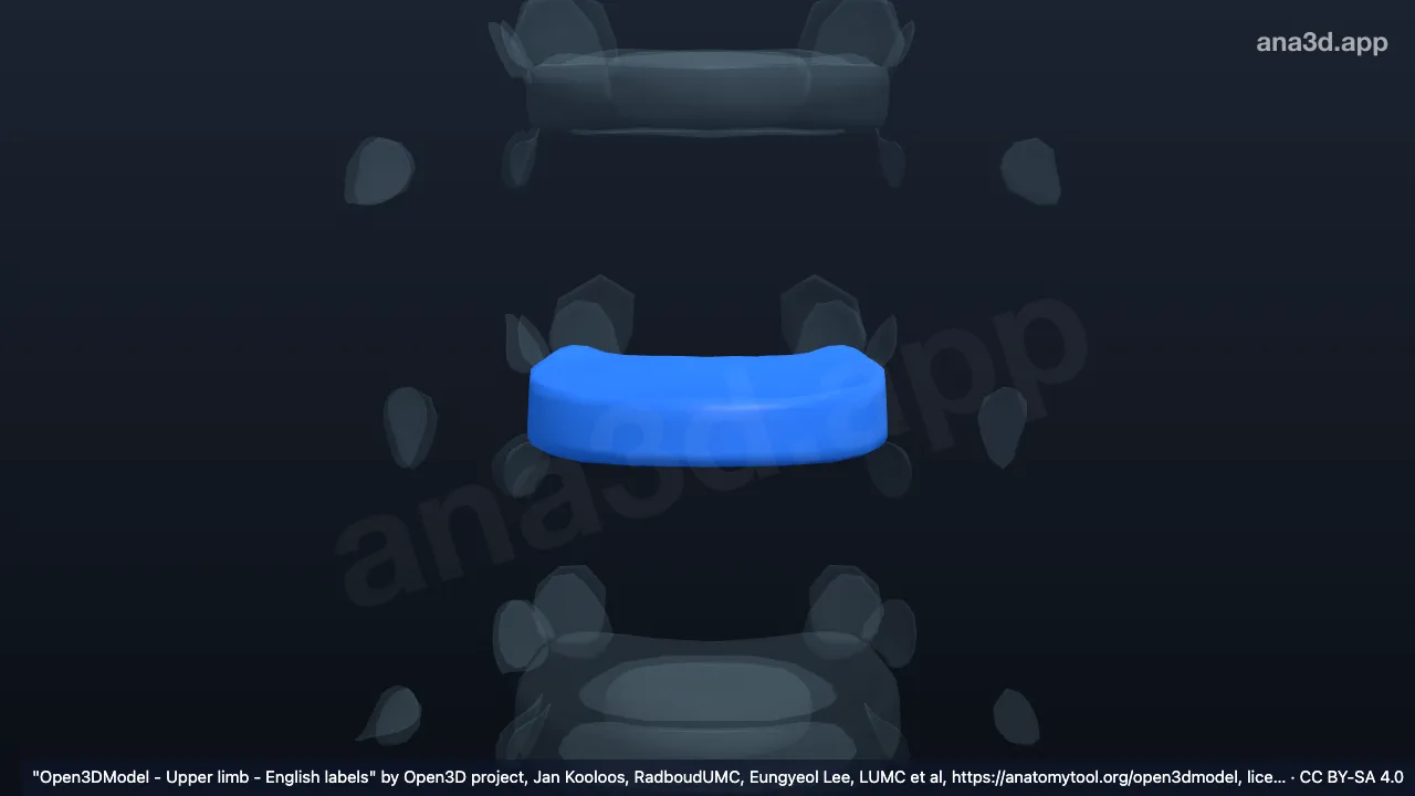 3D-Modell: Anulus fibrosus T5 T6