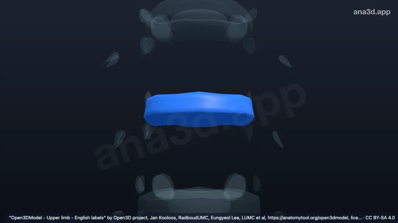 3D-Modell: Anulus fibrosus T7 T8