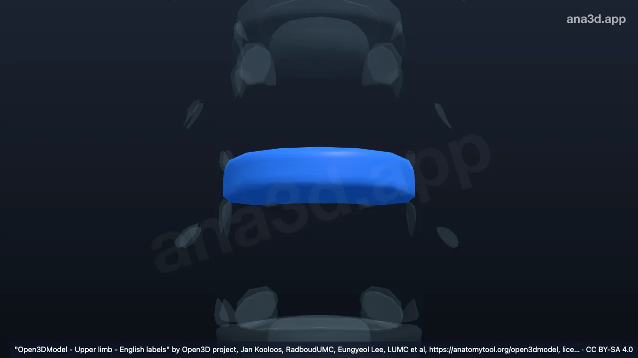 3D model: annulus fibrosus T8 T9