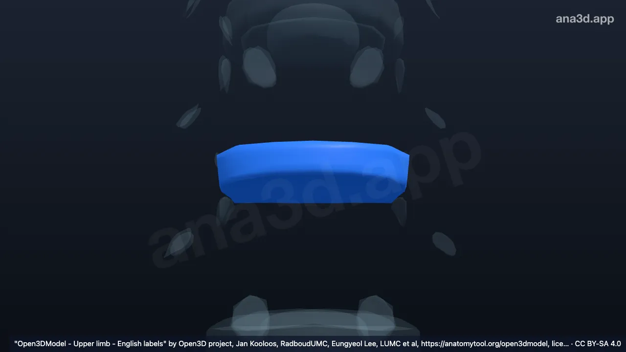 Modelo 3D: Anillo fibroso T9 T10