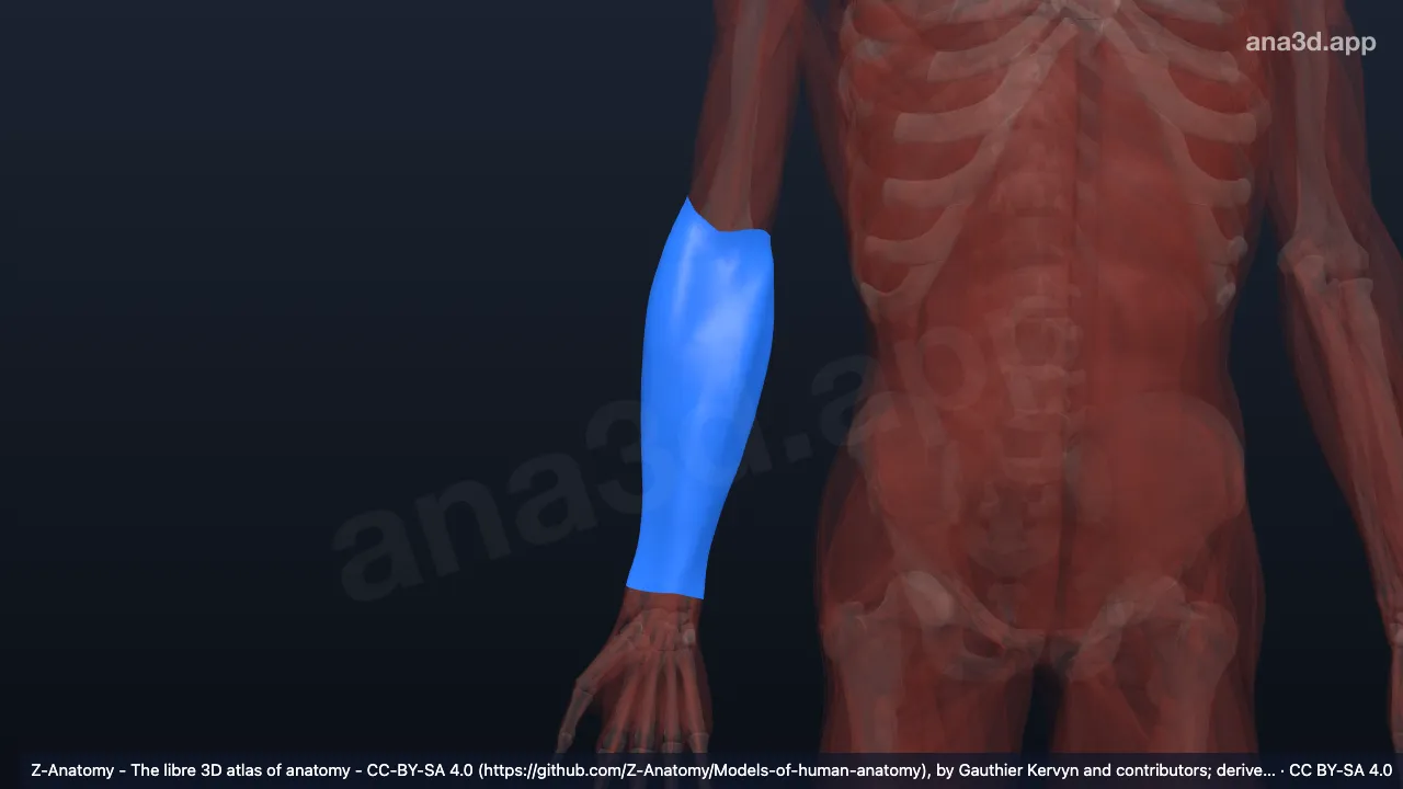 Modelo 3D: Fascia antebraquial derecha