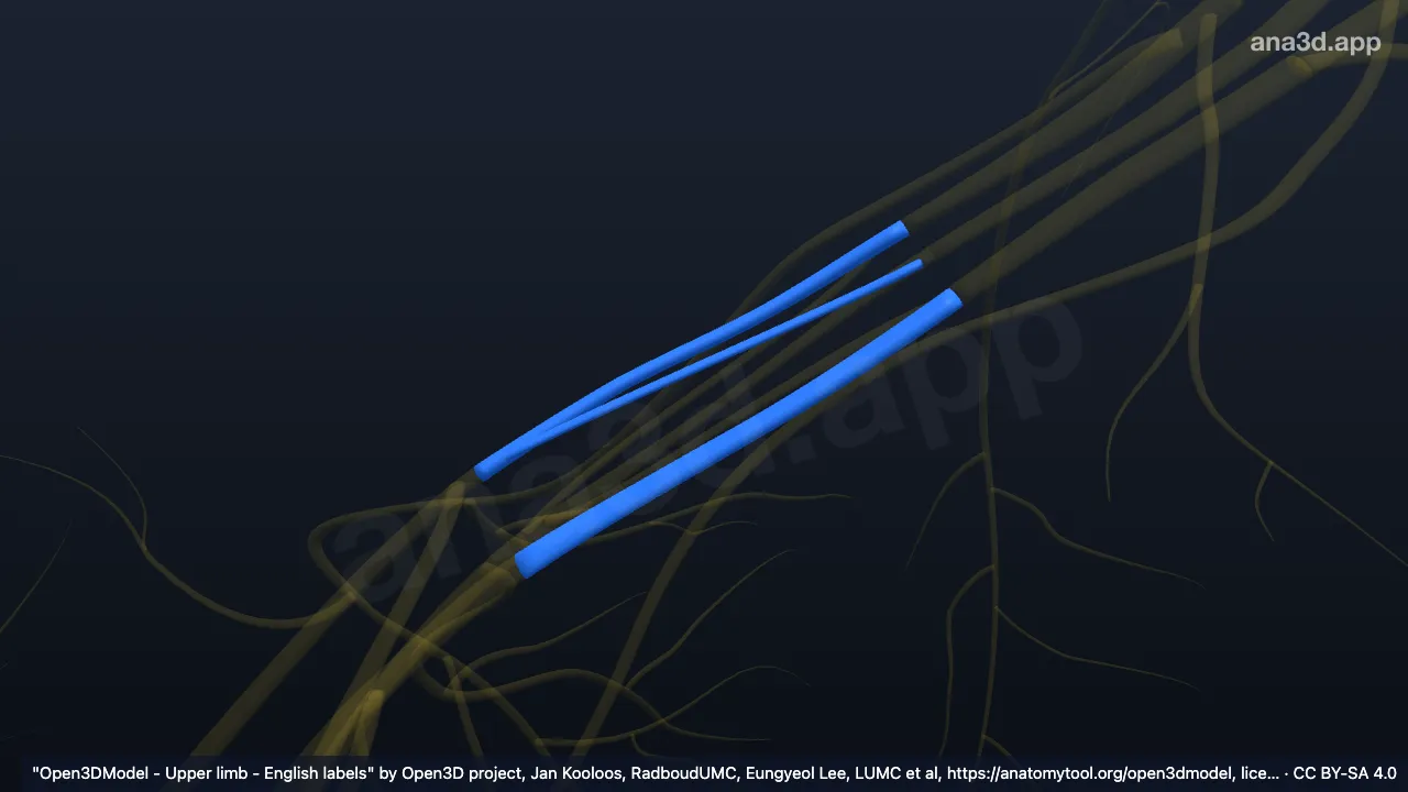 Model 3D: Divisi anterior pleksus brakialis kanan