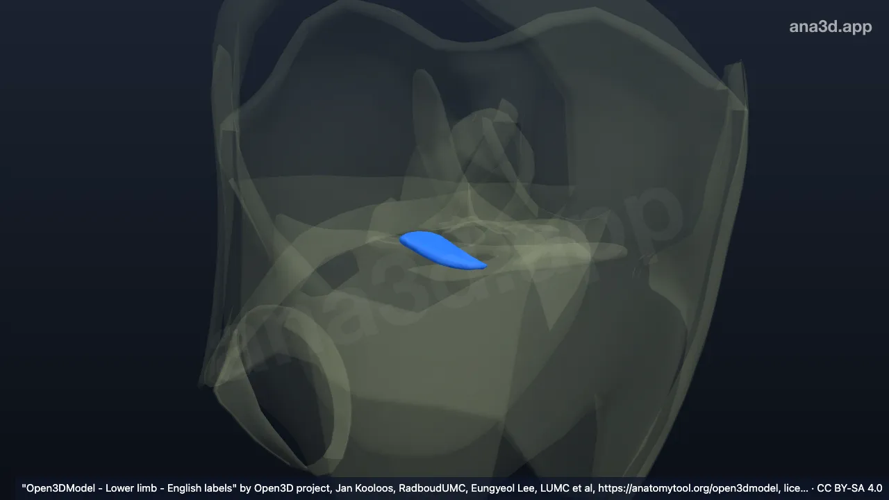Modelo 3D: Corno anterior do menisco lateral direito