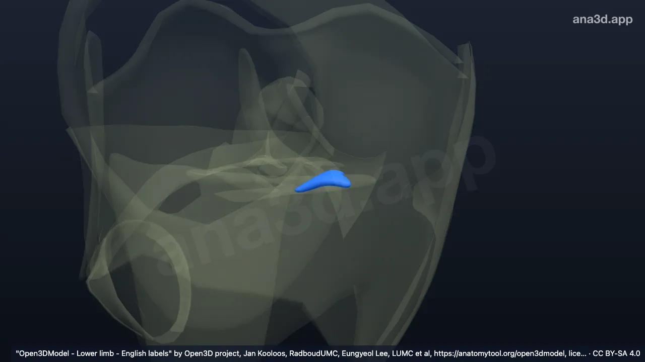 Modelo 3D: Corno anterior do menisco medial direito