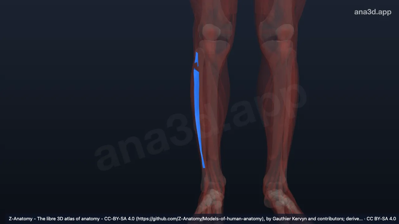 3D 模型：右小腿前肌间隔