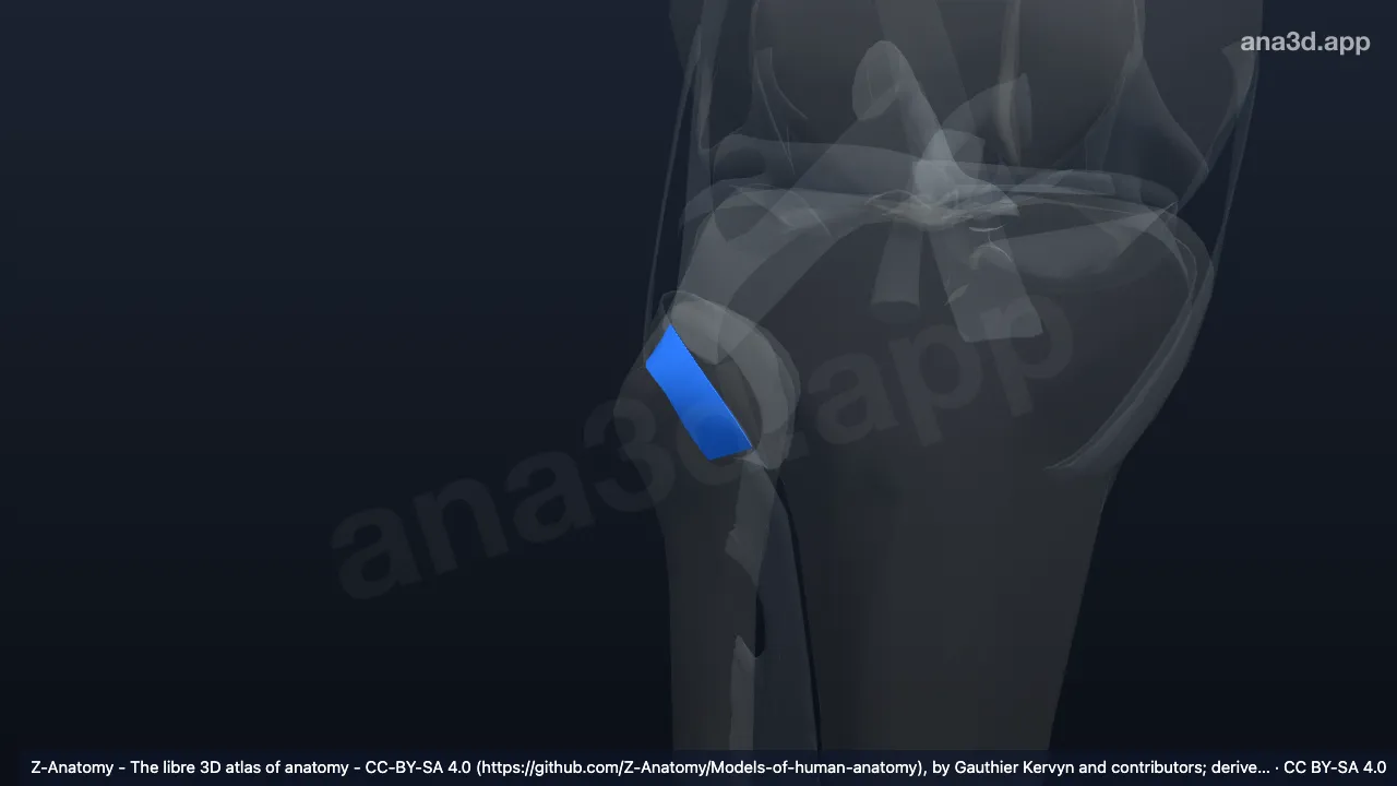 3D model: right anterior ligament of fibular head