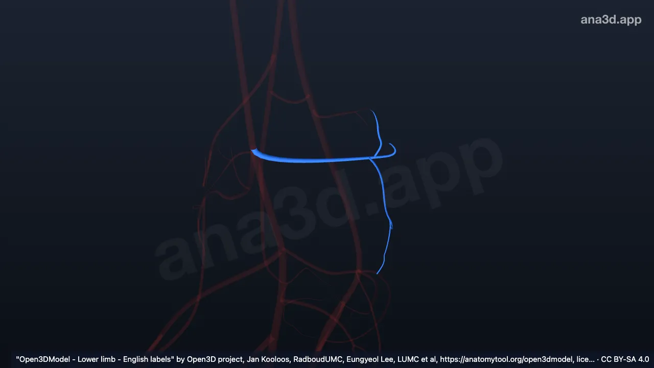 3D 模型：右内踝前动脉
