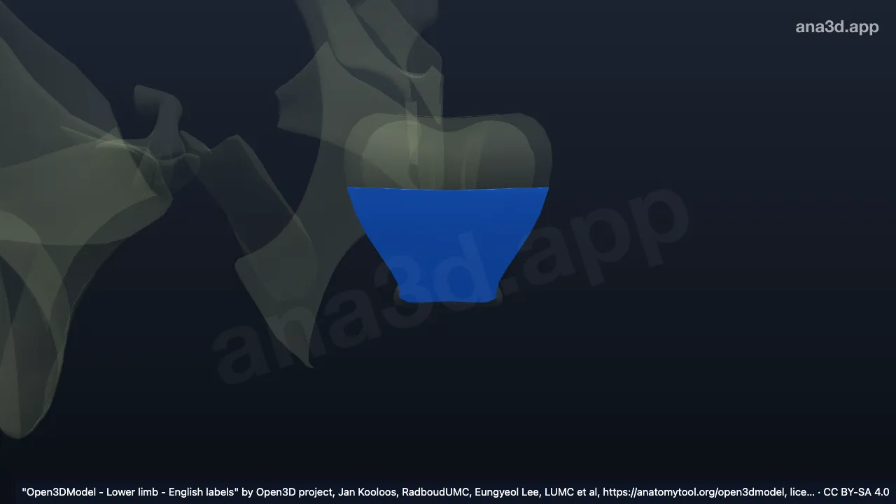 3D model: anterior pubic ligament