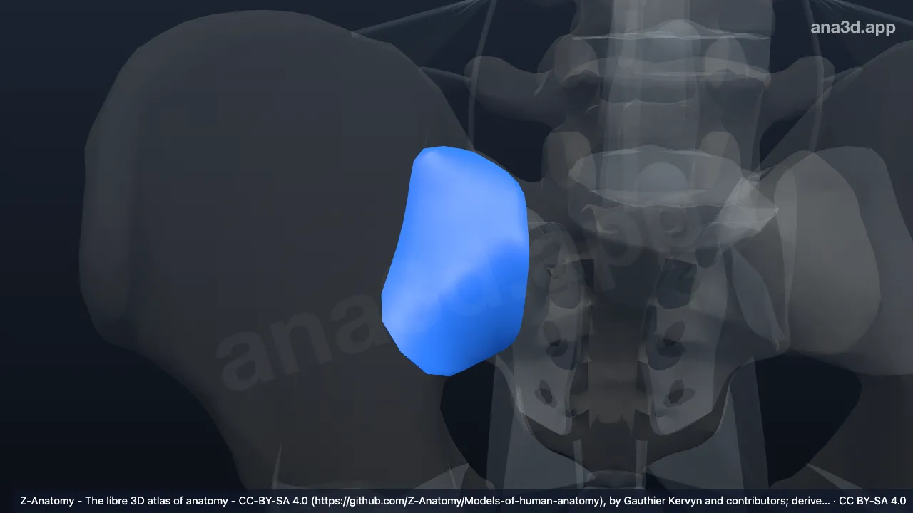 3D model: right anterior sacro-iliac ligament