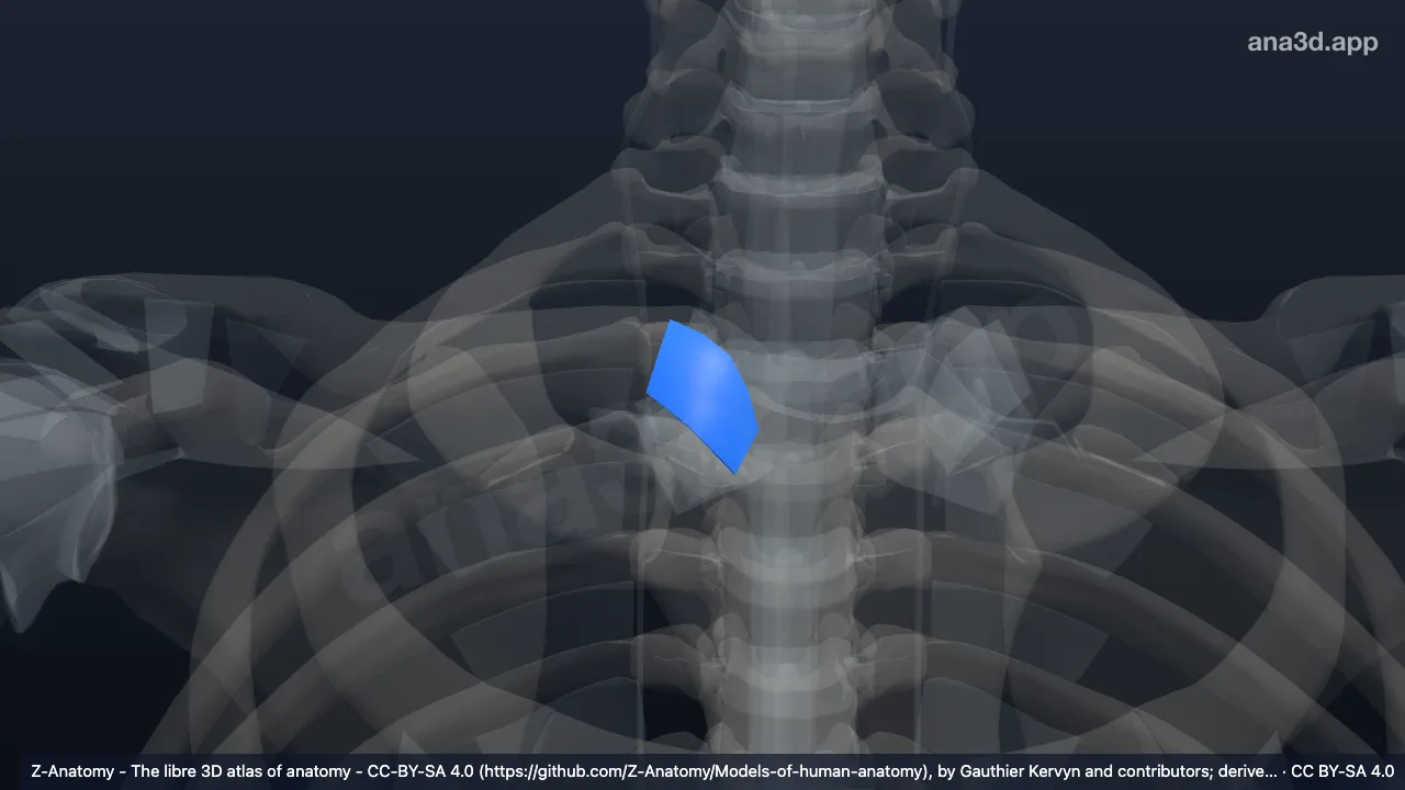 3D model: right anterior sternoclavicular ligament