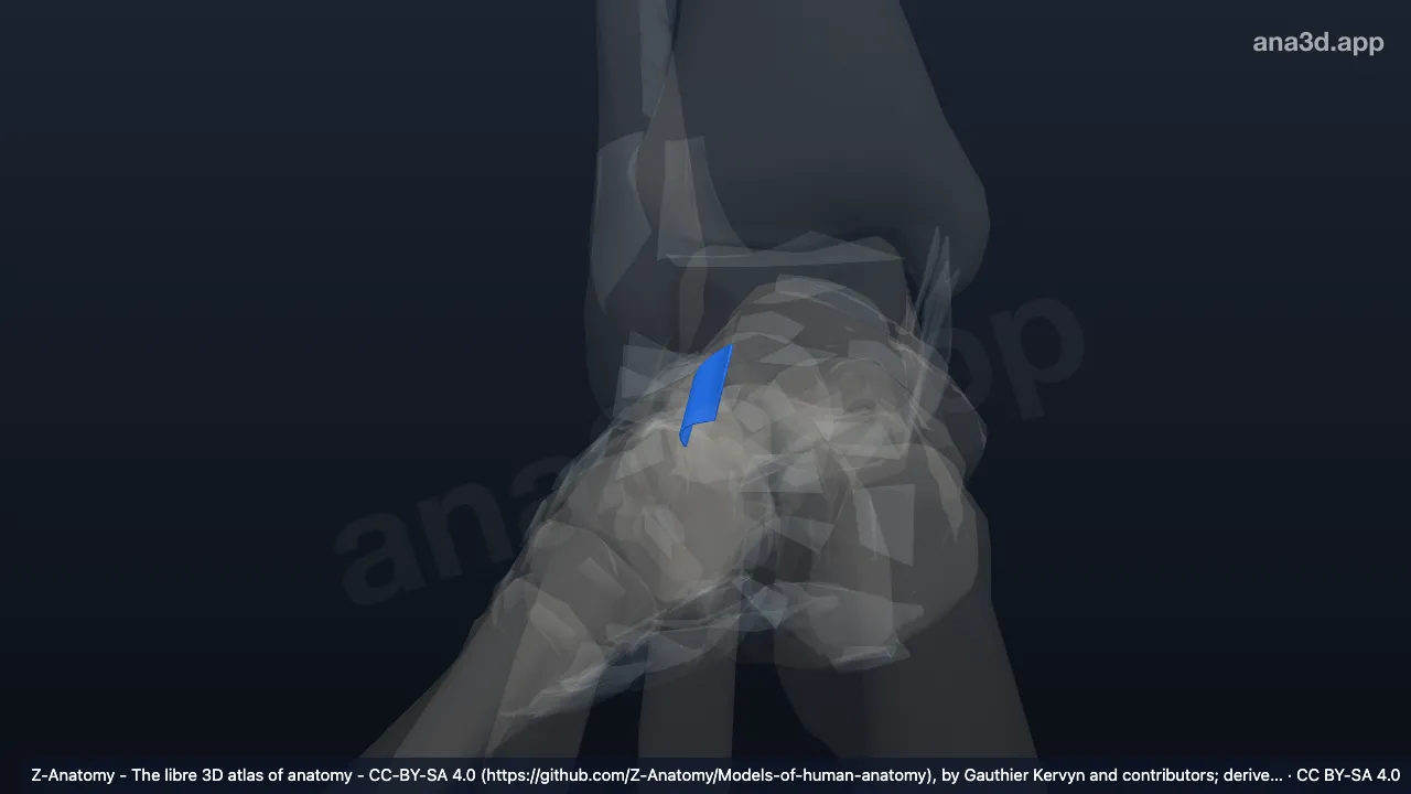3D model: right anterior talocalcaneal ligament