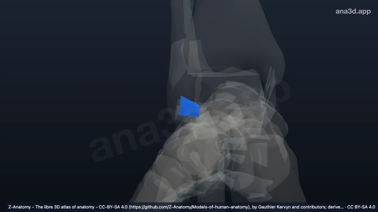 3D model: right anterior talofibular ligament
