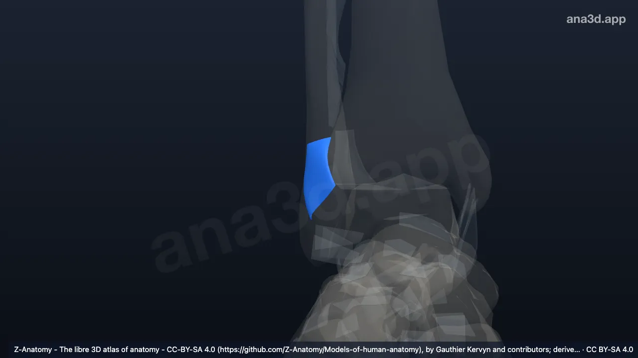 3D model: right anterior tibiofibular ligament