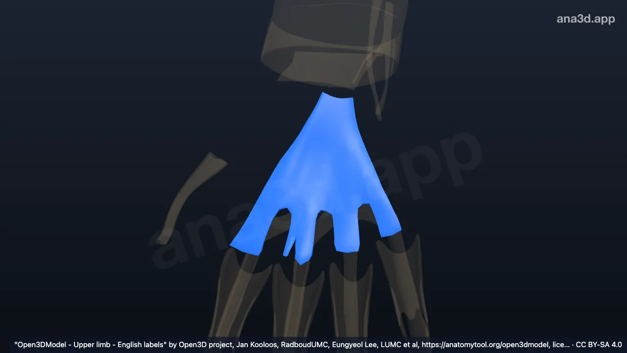 Model 3D: Aponeurosis palmaris kanan