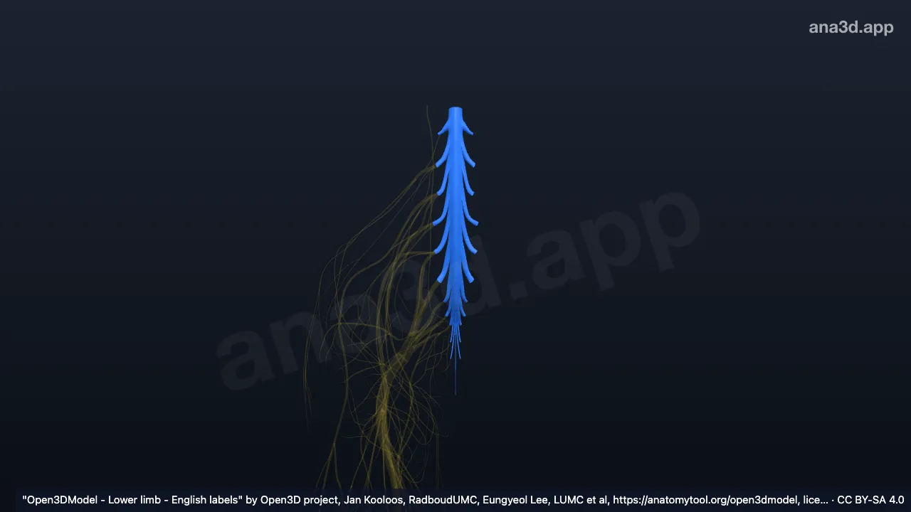 3D model: arachnoid mater