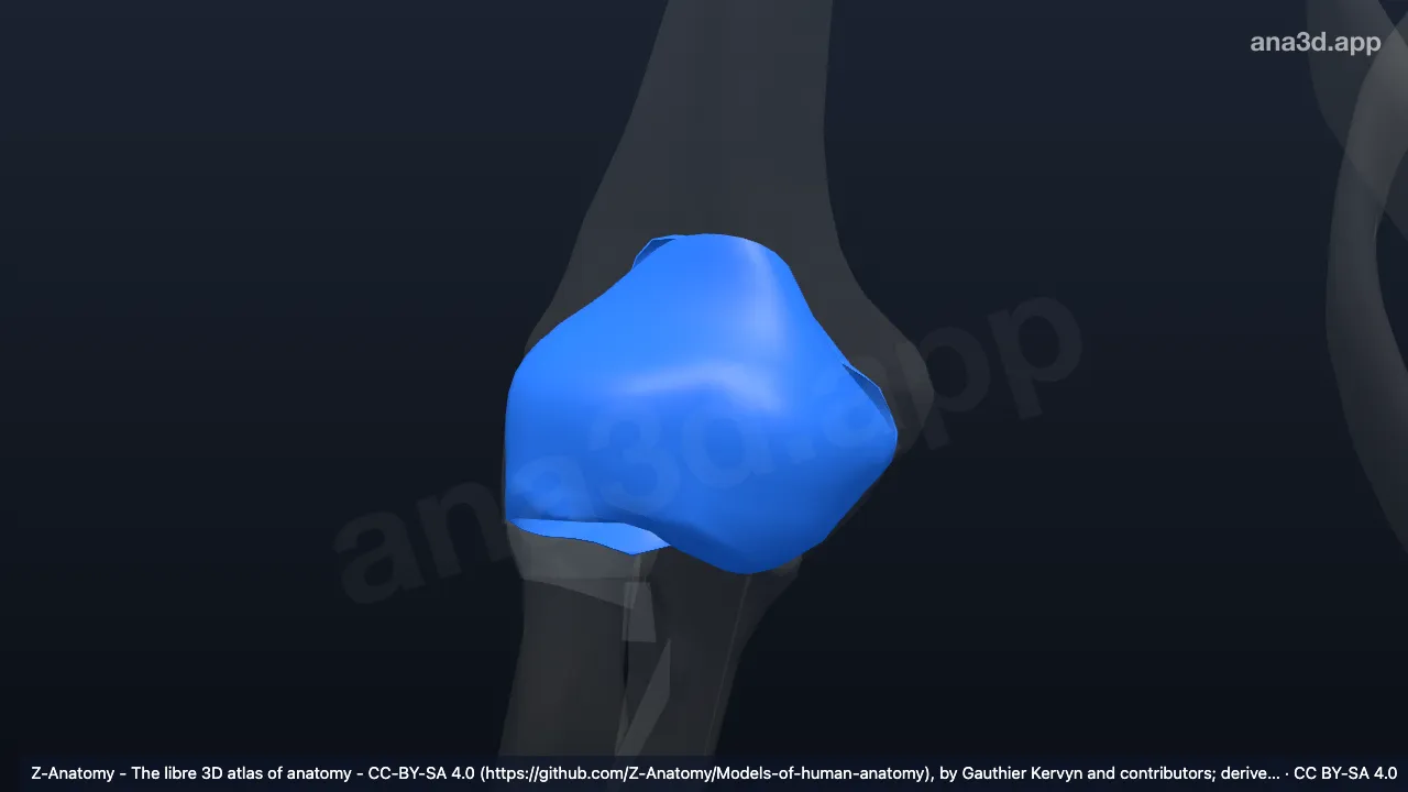3D model: right articular capsule of elbow joint