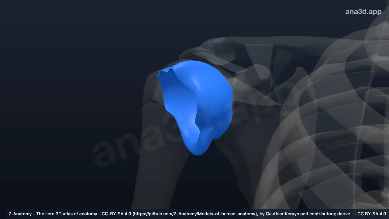 Model 3D: Kapsul sendi glenohumeralis kanan