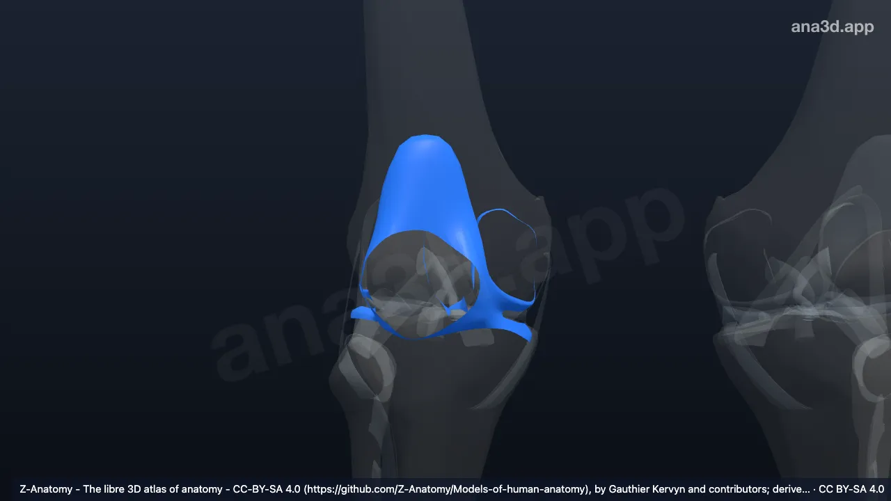 Modelo 3D: Cápsula articular da articulação do joelho direito