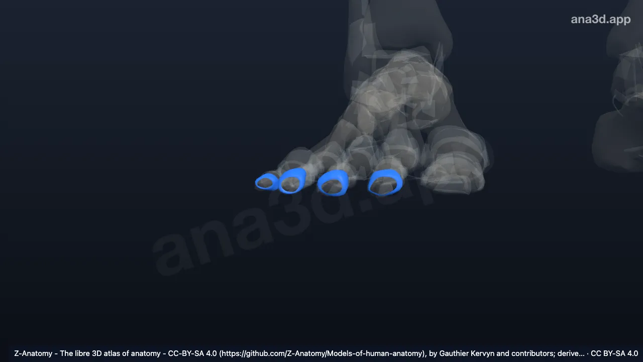 3D-Modell: Gelenkkapseln der Articulationes interphalangeae distales des rechten Fußes