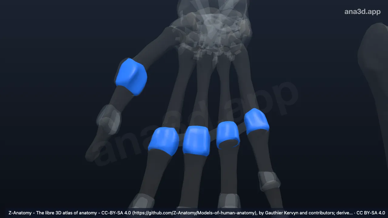 Model 3D: Kapsul sendi metakarpofalangealis kanan
