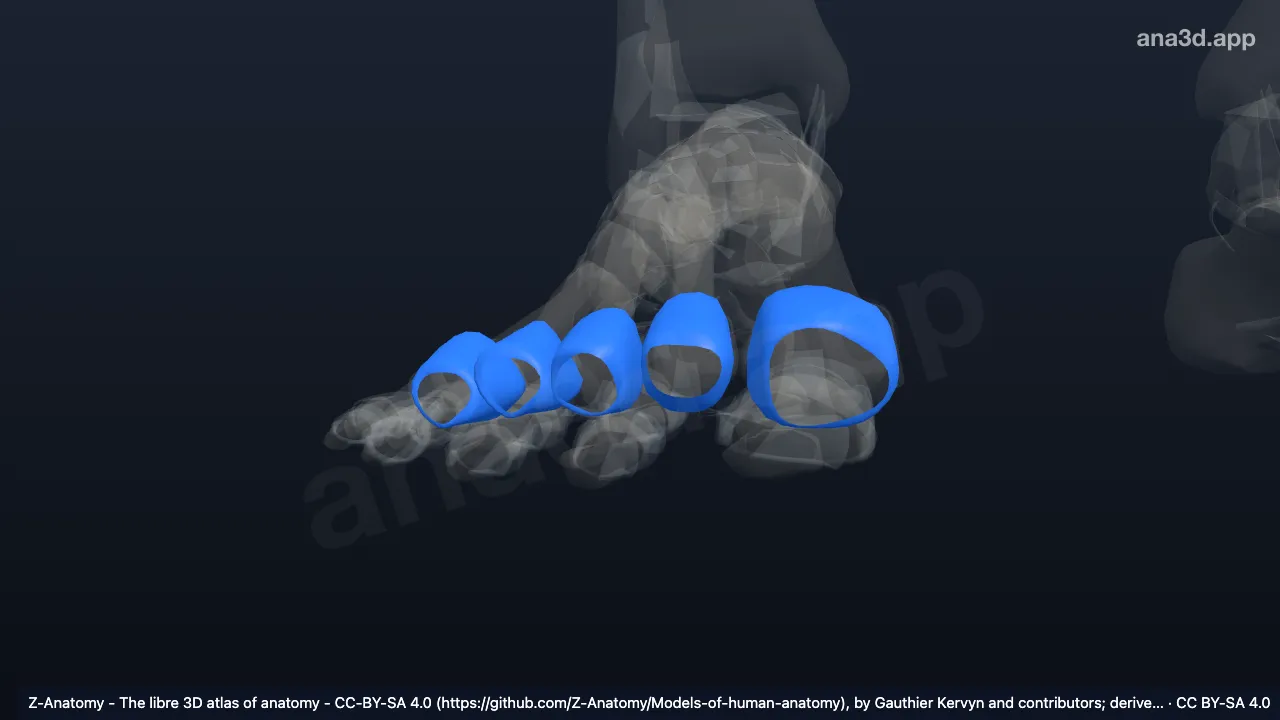 Modelo 3D: Cápsulas articulares das articulações metatarsofalângicas direitas