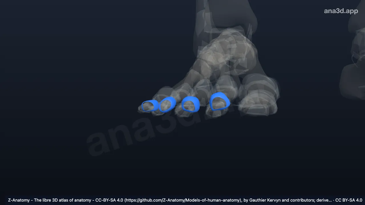 Modelo 3D: Cápsulas articulares das articulações interfalângicas proximais do pé direito