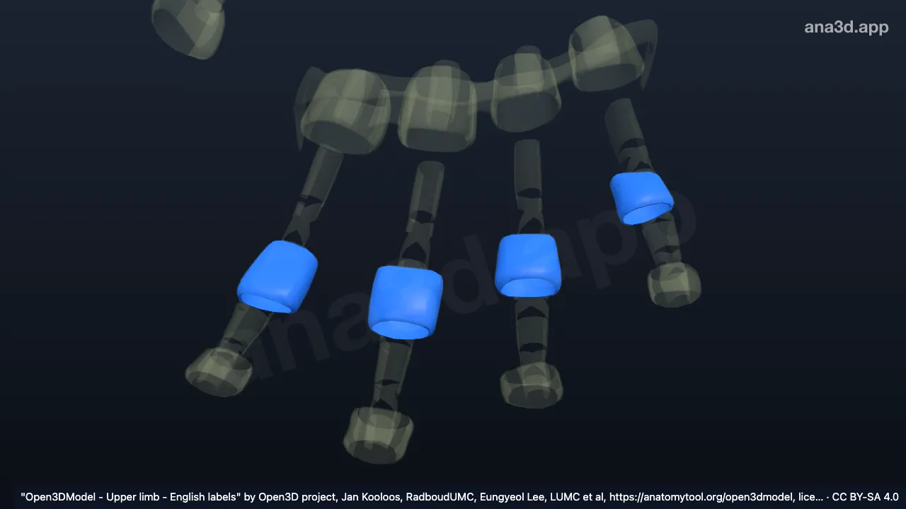 Modelo 3D: Cápsulas articulares das articulações interfalângicas proximais da mão direita