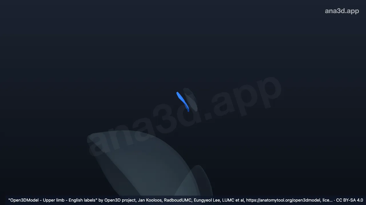 3D 模型：右肩锁关节肩胛骨侧关节软骨