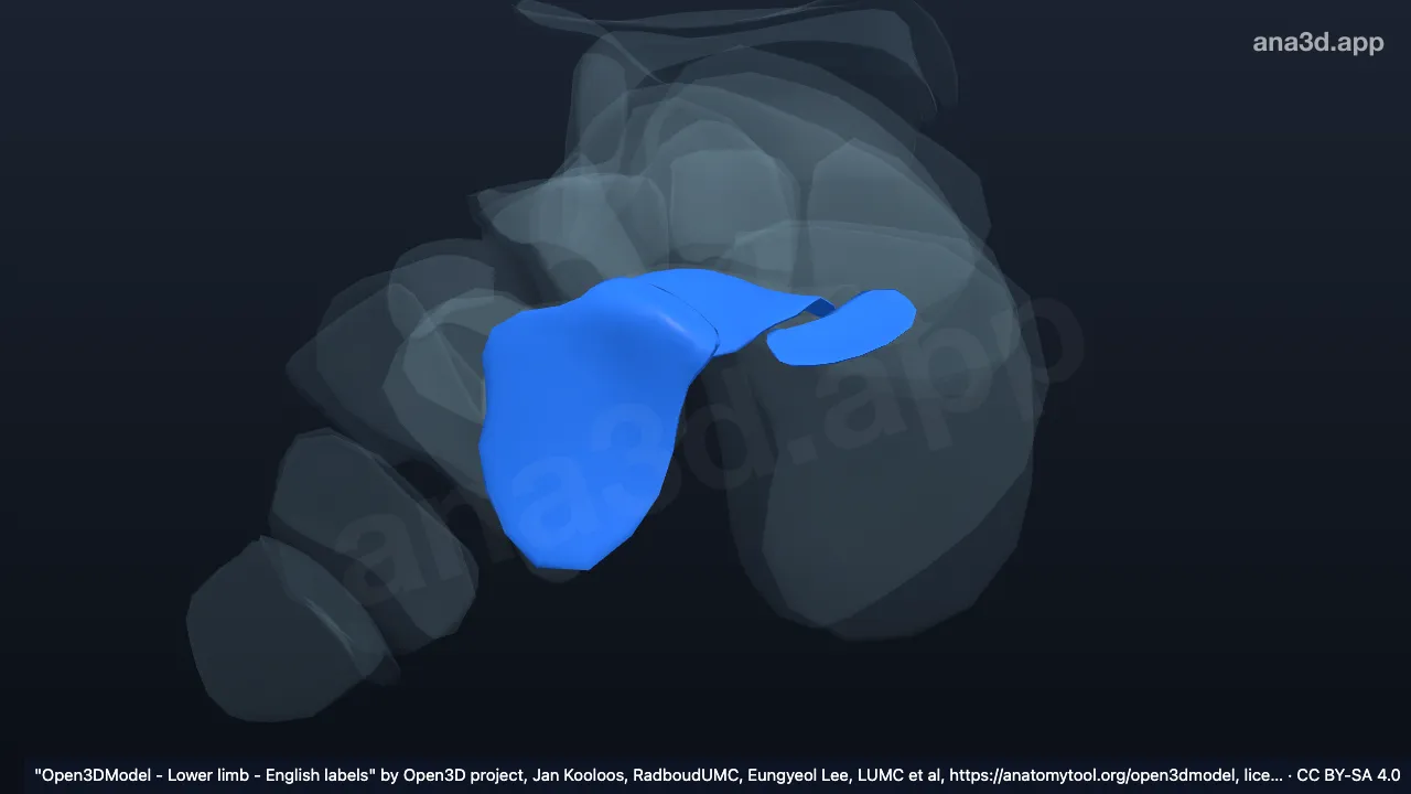 Modelo 3D: Cartilagem articular do calcâneo direito