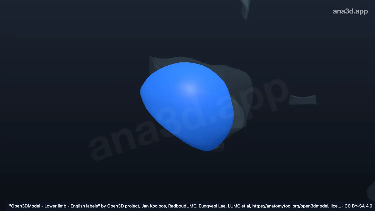 Modelo 3D: Cartilagem articular da cabeça do fêmur direito