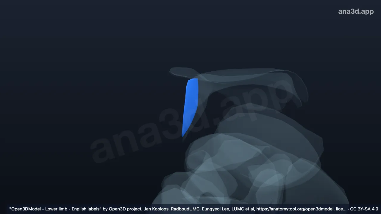 Modelo 3D: Cartilagem articular da fíbula direita na articulação talofibular