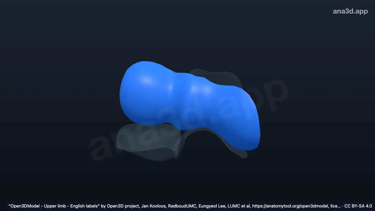 Model 3D: Tulang rawan sendi ujung distal humerus kanan